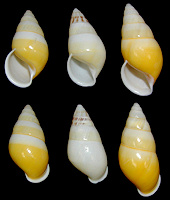 Amphidromus quadrasi solidus Fulton, 1896