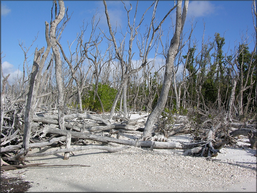 Beach At Kice Island, Collier County, Florida (1/12/2009)