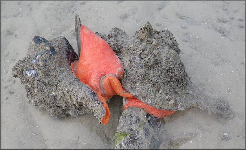 Triplofusus giganteus (Kiener, 1840) Mating