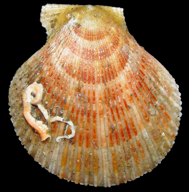 Chlamys beringiana (Middendorff, 1849) Bering Scallop