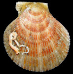 Chlamys beringiana (Middendorff, 1849) Bering Scallop