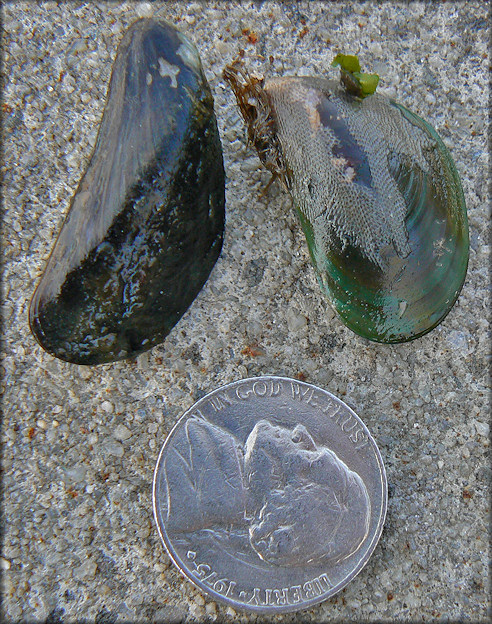 Perna viridis (Linnaeus, 1758) Asian Green Mussel