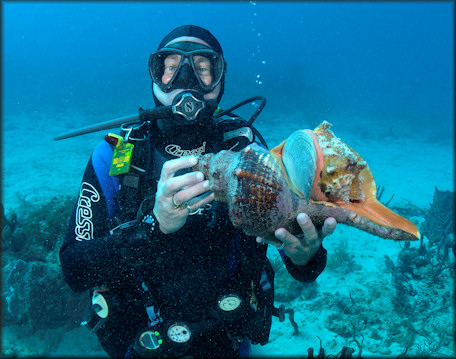 Triplofusus giganteus (Kiener, 1840) Horse Conch | Image copyright Joe Marino