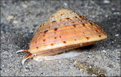 Architectonica nobilis Rding, 1798 Common Sundial In Situ