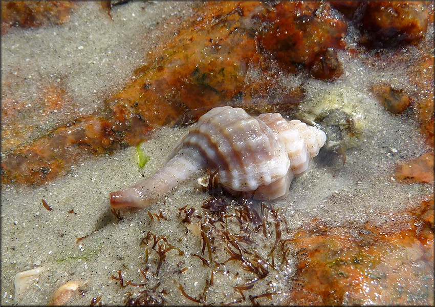 Eupleura caudata (Say, 1822) Thick-lip Drill In Situ