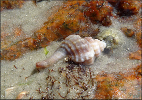 Eupleura caudata (Say, 1822) Thick-lip Drill In Situ