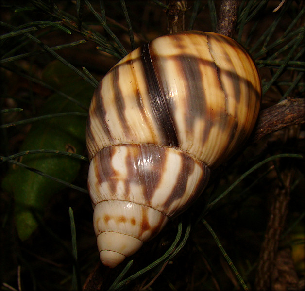 Orthalicus reses reses (Say, 1830) Stock Island Tree Snail