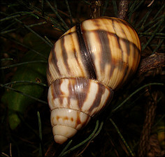 Orthalicus reses reses (Say, 1830) Stock Island Tree Snail