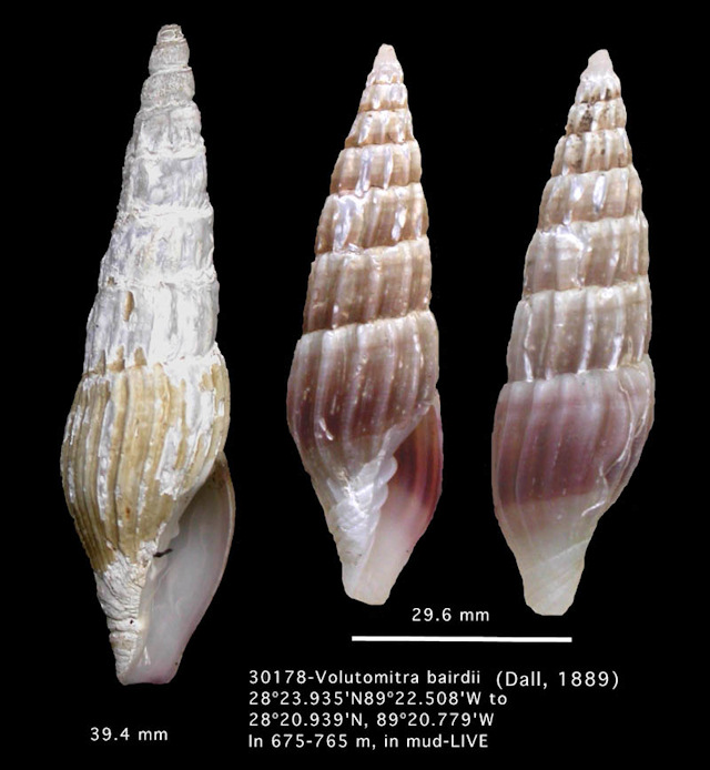 Volutomitra bairdii (Dall, 1889)