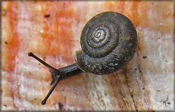 Daedalochila avara (Say, 1818) Florida Liptooth