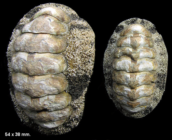 Acanthopleura granulata (Gmelin, 1791) West Indian Fuzzy Chiton