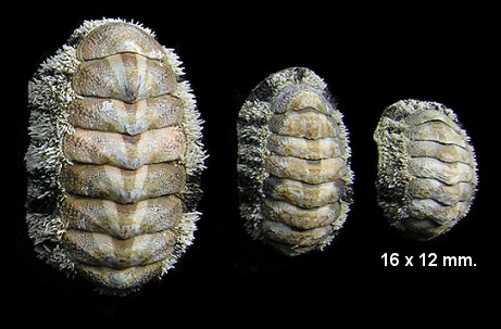 Acanthopleura granulata (Gmelin, 1791) West Indian Fuzzy Chiton