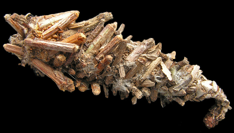 Bagworm Moth (Thyridopteryx ephemeraeformis)