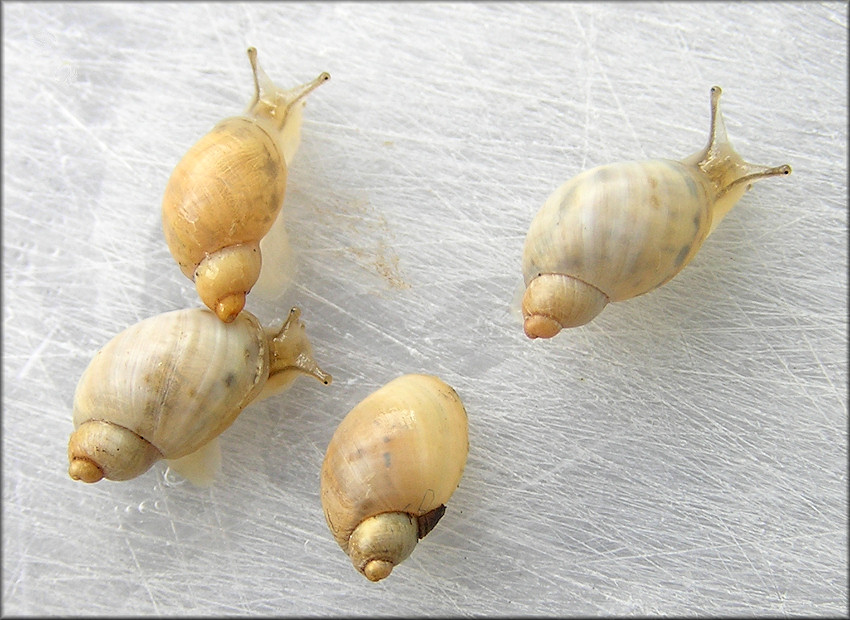 Succinea floridana Pilsbry, 1905 Florida Chalksnail ?