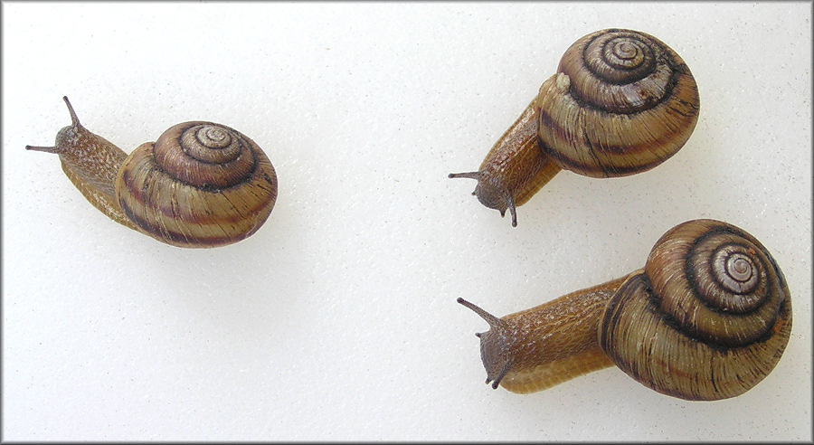 Anguispira kochi (L. Pfeiffer, 1846) Banded Tigersnail