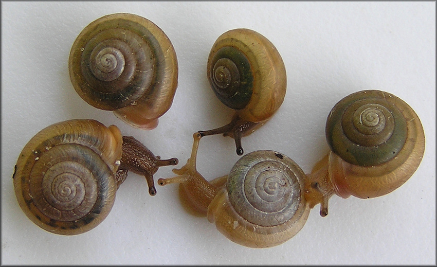 Praticolella mobiliana (I. Lea, 1841) Choctaw Scrubsnail