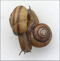 Anguispira kochi (L. Pfeiffer, 1846) Banded Tigersnail