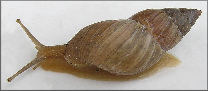 Bulimulus sporadicus (d’Orbigny, 1835)