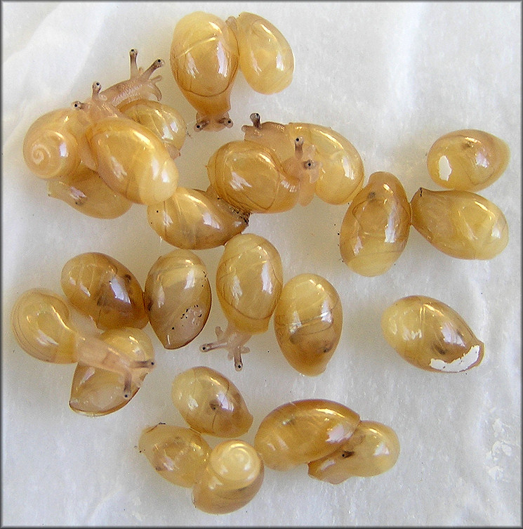 Twenty-four Euglandina rosea (Frussac, 1821) Juveniles That Had Hatched by 10/14/2011