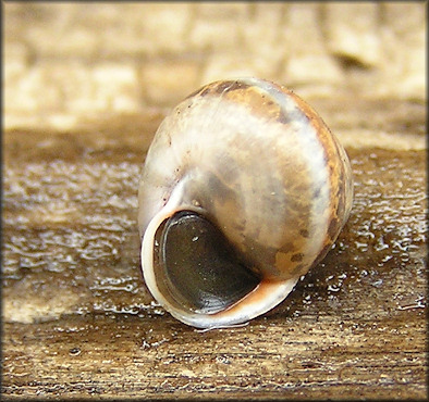 Helicina (Olygyra) orbiculata (Say, 1818) Globular Drop