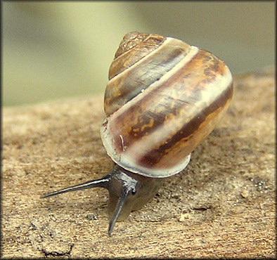 Helicina (Olygyra) orbiculata (Say, 1818) Globular Drop