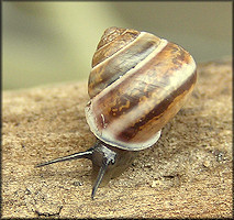 Helicina (Olygyra) orbiculata (Say, 1818) Globular Drop