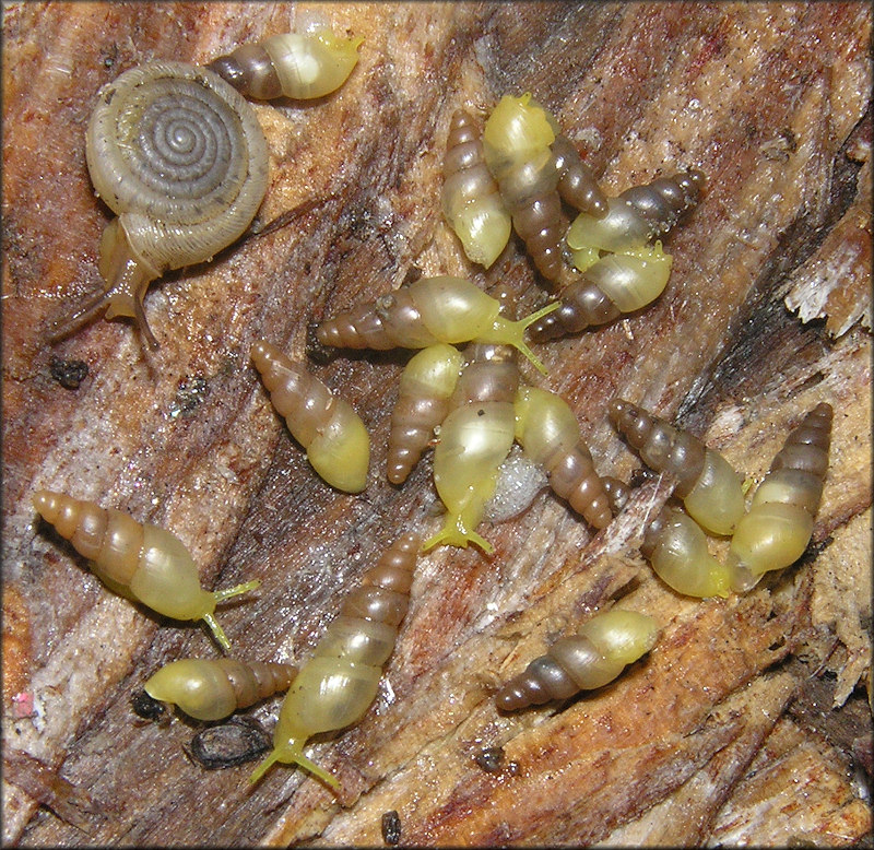 Allopeas gracile (Hutton, 1834) Graceful Awlsnail In Situ