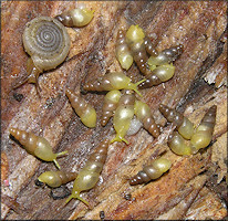 Allopeas gracile (Hutton, 1834) Graceful Awlsnail In Situ