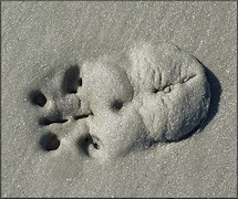 Mellita quinquiesperforata (Leske, 1778) Five-slotted Sand Dollar