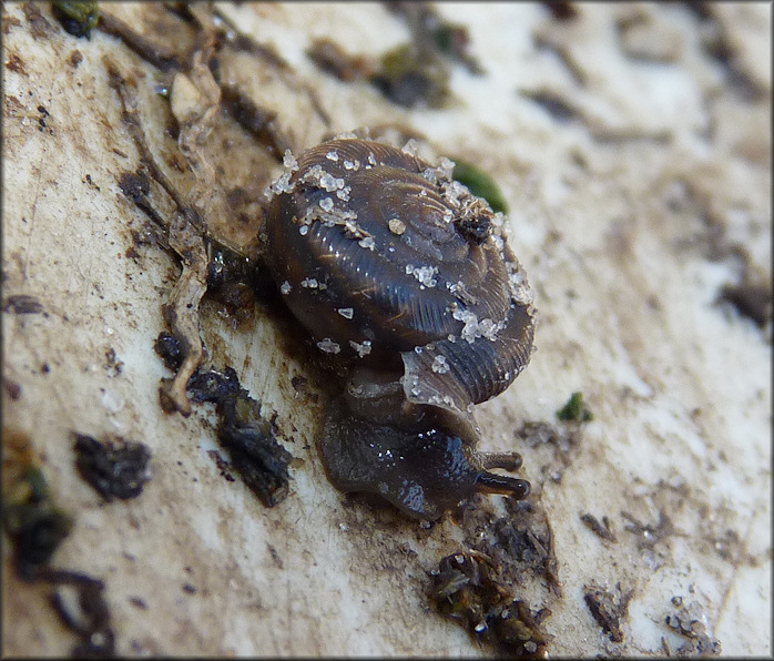 Daedalochila subclausa (Pilsbry, 1899) From Imeson Road In Situ