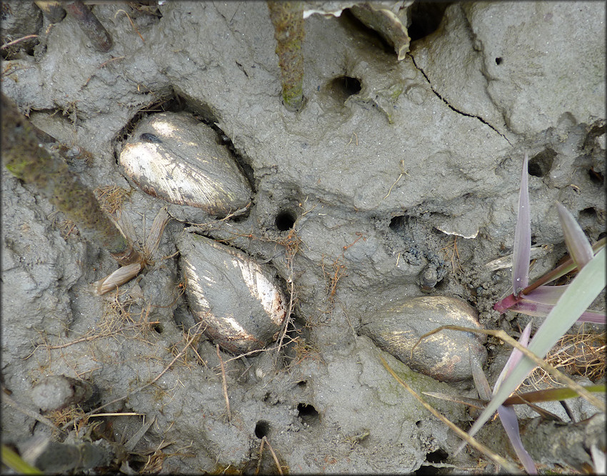 Mercenaria mercenaria (Linnaeus, 1758) Northern Quahog In Situ