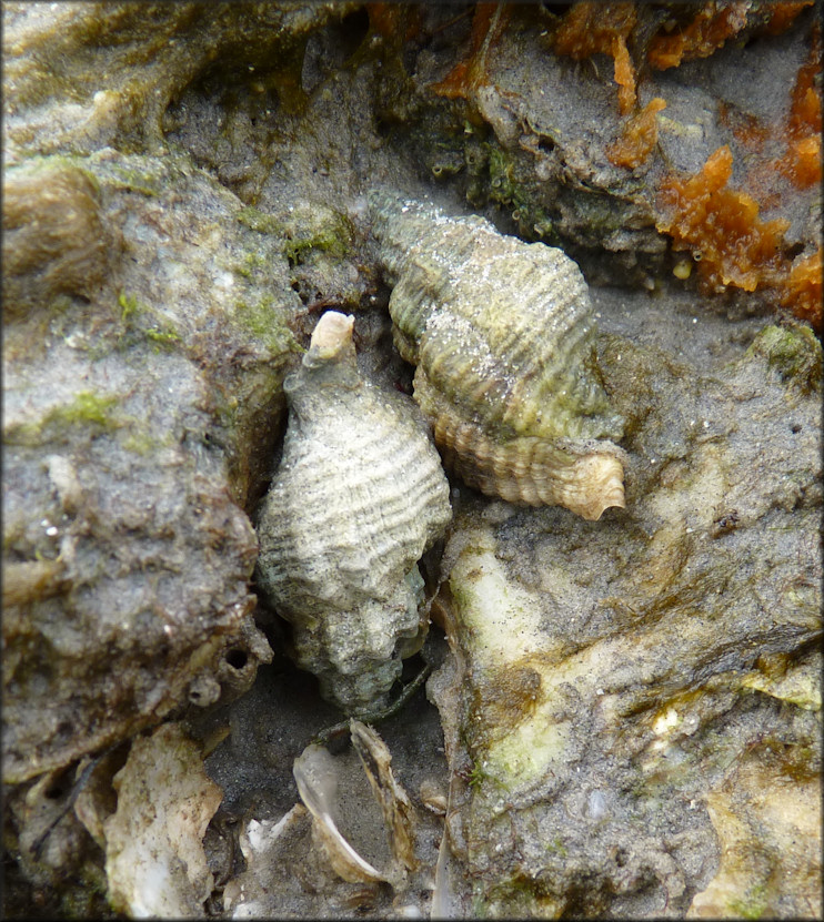 Urosalpinx cinerea (Say, 1822) Atlantic Oyster Drill In Situ