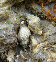 Urosalpinx cinerea (Say, 1822) Atlantic Oyster Drill In Situ