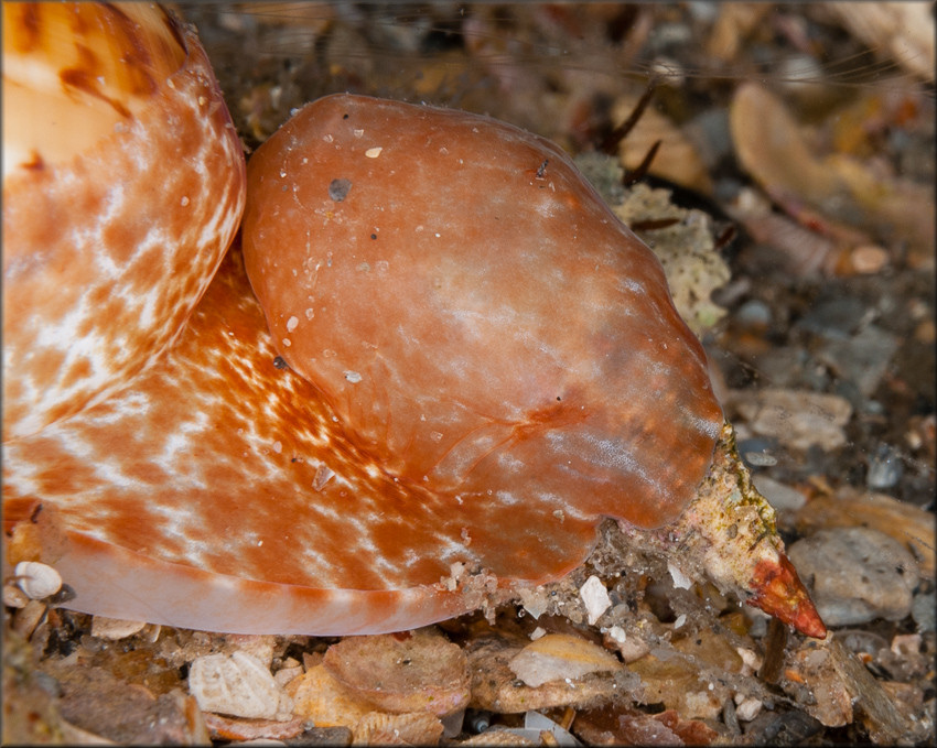 Close up of Naticarius canrena (Linnaeus, 1758) Colorful Moonsnail With Prey