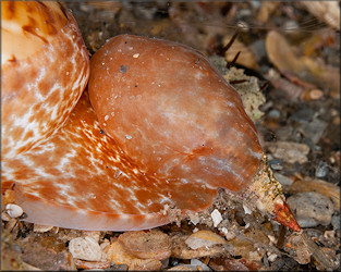 Close up of Naticarius canrena (Linnaeus, 1758) Colorful Moonsnail With Prey