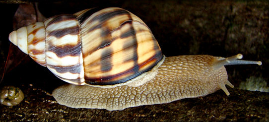 Orthalicus reses reses (Say, 1830) Stock Island Tree Snail