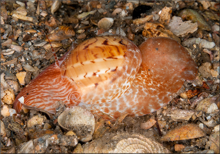 Naticarius canrena (Linnaeus, 1758) Colorful Moonsnail With Prey