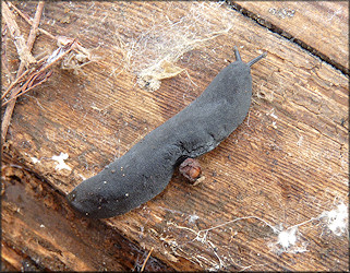 Belocaulus angustipes (Heynemann, 1885) Black-velvet Leatherleaf