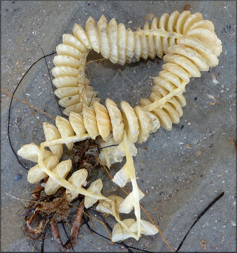 Egg Capsules - Busycotypus canaliculatus (Linnaeus, 1758)