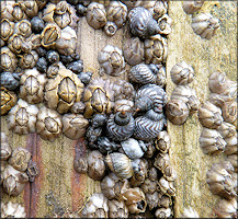 Echinolittorina placida Reid, 2009 Interrupted Periwinkle