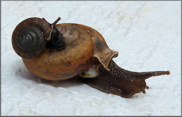 Daedalochila avara (Say, 1818) Florida Liptooth