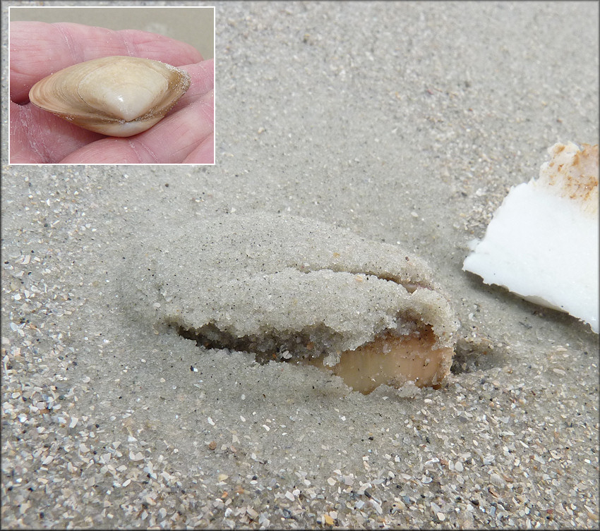 Spisula raveneli (Conrad, 1831) Southern Surfclam In Situ