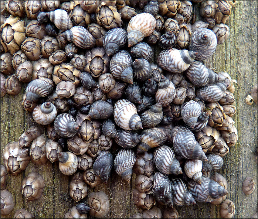 Echinolittorina placida Reid, 2009 Interrupted Periwinkle