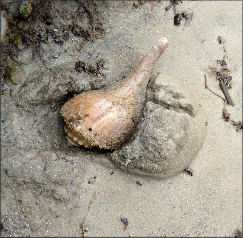 Busycotypus canaliculatus (Linnaeus, 1758) In Situ