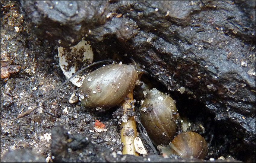 Melampus bidentatus Say, 1822 Eastern Melampus In Situ