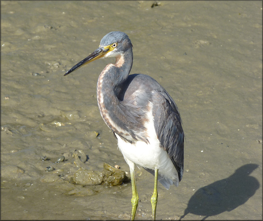 Tri-colored Heron [Eagretta tricolor]