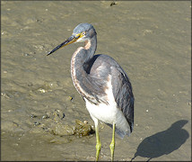 Tri-colored Heron [Eagretta tricolor]