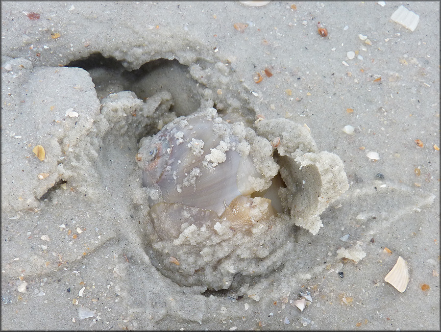 Neverita duplicata (Say, 1822) Shark Eye Exits The Substrate