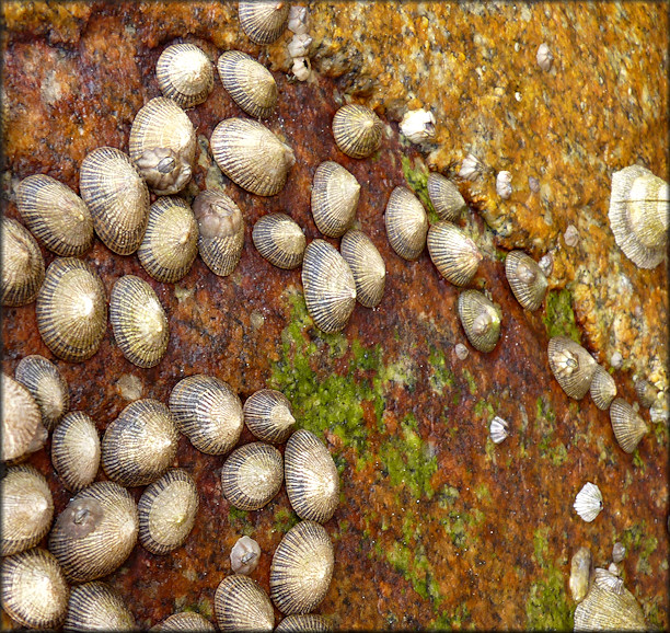 Siphonaria naufragum Stearns, 1872 American Striped Falselimpet In situ