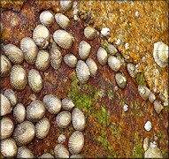 Siphonaria naufragum Stearns, 1872 American Striped Falselimpet In situ